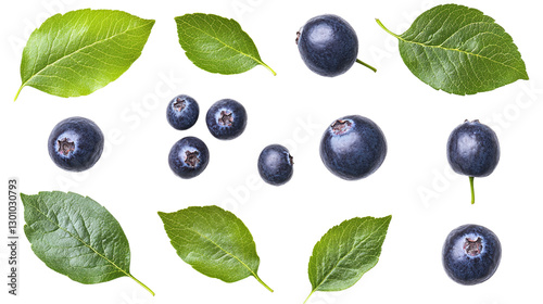 Aronia chokeberry leaves isolated on transparent background - high quality png.