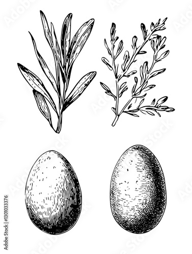 Engraved vector illustration featuring assorted herbs and eggs for product design