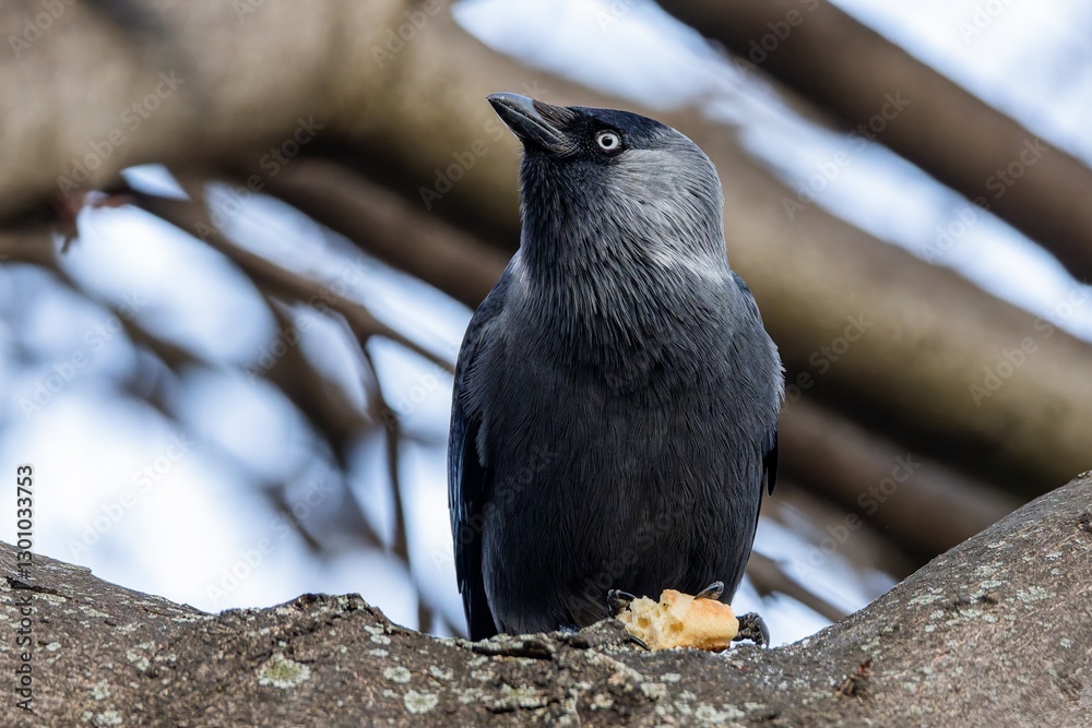 The Eurasian jackdaw, a black and grey bird with blue eyes, perching on a tree holding a dry piece of pastry. Branches in the background.