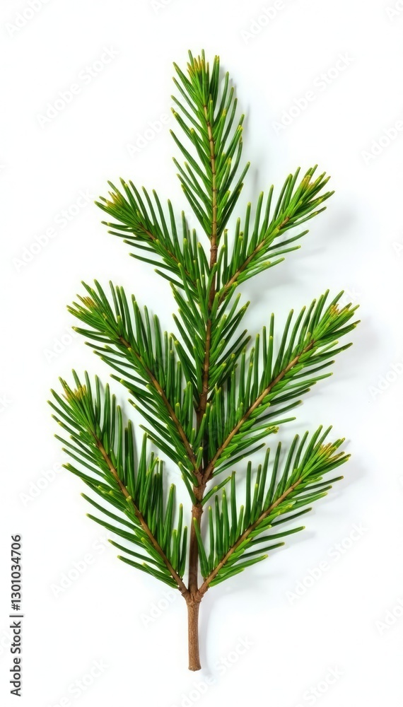Fresh fir branch with needles isolated on white background, fresh cut, winter Fresh fir branch with needles isolated on white background, fresh cut, winter