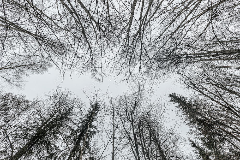 Obraz premium mesmerizing upward view of tall, leafless trees stretching their intricate branches toward a gray winter sky. The natural symmetry creates a captivating and moody forest scene.