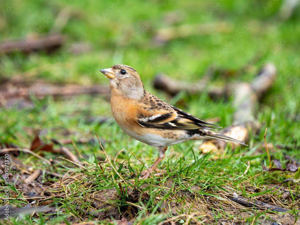 Fototapeta premium Brambling Feeding on the Ground