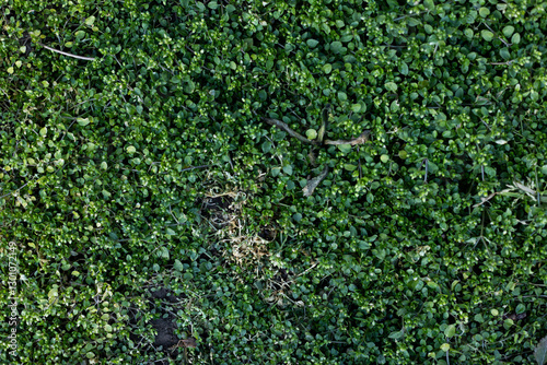 Grass background. Grass texture. Spring grass that does not grow well