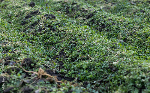 Grass background. Grass texture. Spring grass that does not grow well