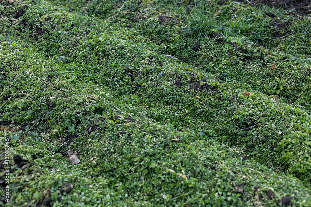 Grass background. Grass texture. Spring grass that does not grow well Grass background. Grass texture. Spring grass that does not grow well