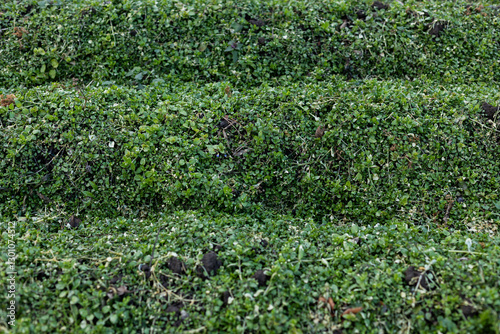 Grass background. Grass texture. Spring grass that does not grow well