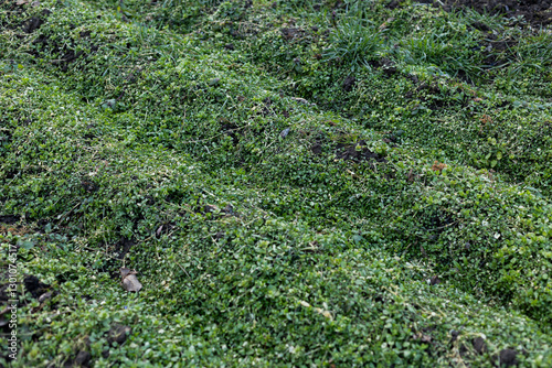 Grass background. Grass texture. Spring grass that does not grow well