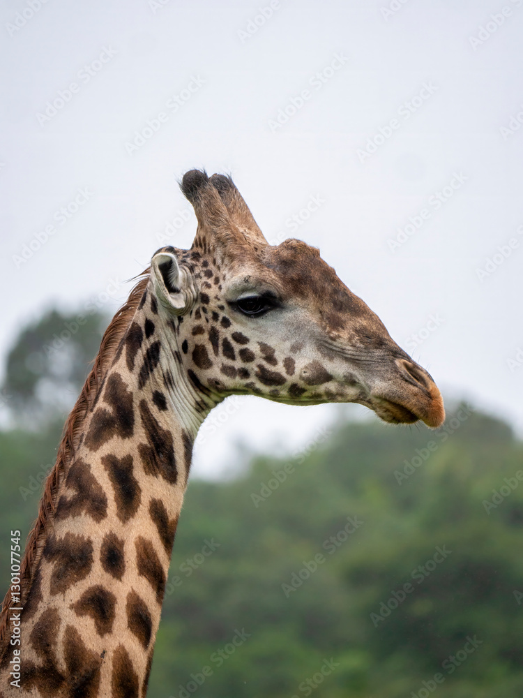 The head of a Maasai giraffe (Giraffa tippelskirchi) photographed in Arusha National Park. The head of a Maasai giraffe (Giraffa tippelskirchi) photographed in Arusha National Park.