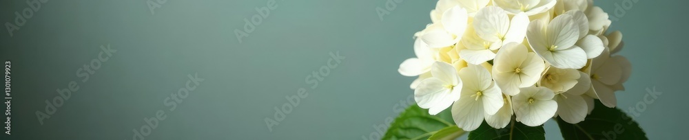 Naklejka premium White Hydrangea macrophylla Blaumeise blooms in a vase, arrangement, botanical