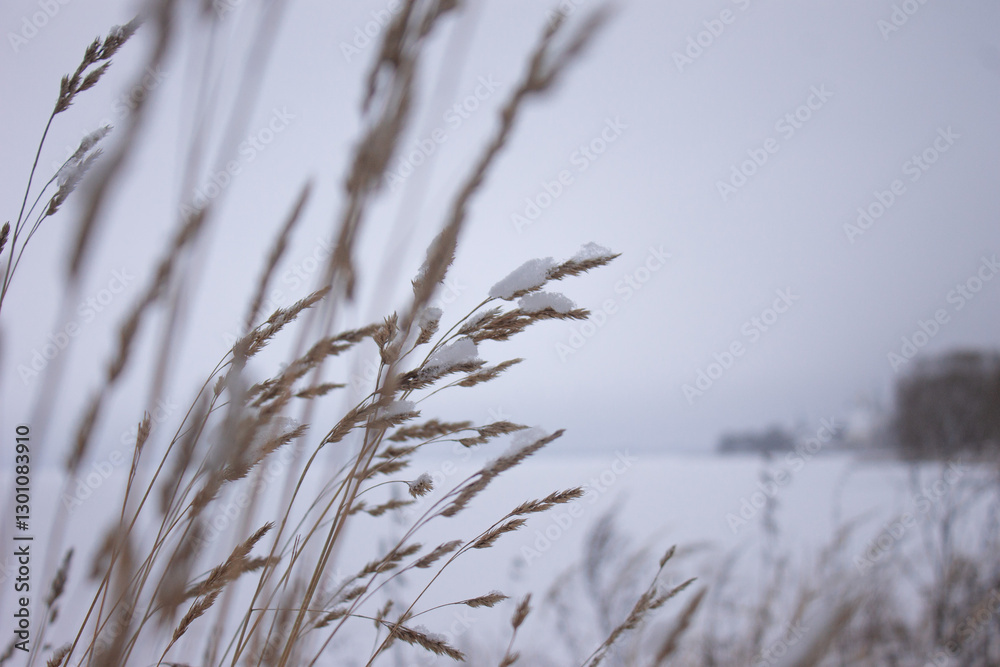Snow-Covered Dry Grass in a Winter Landscape, Soft Light, Nature in Cold Season Snow-Covered Dry Grass in a Winter Landscape, Soft Light, Nature in Cold Season