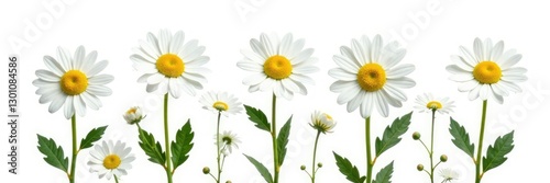 Fresh camomile flowers isolated on white background, plant, flora