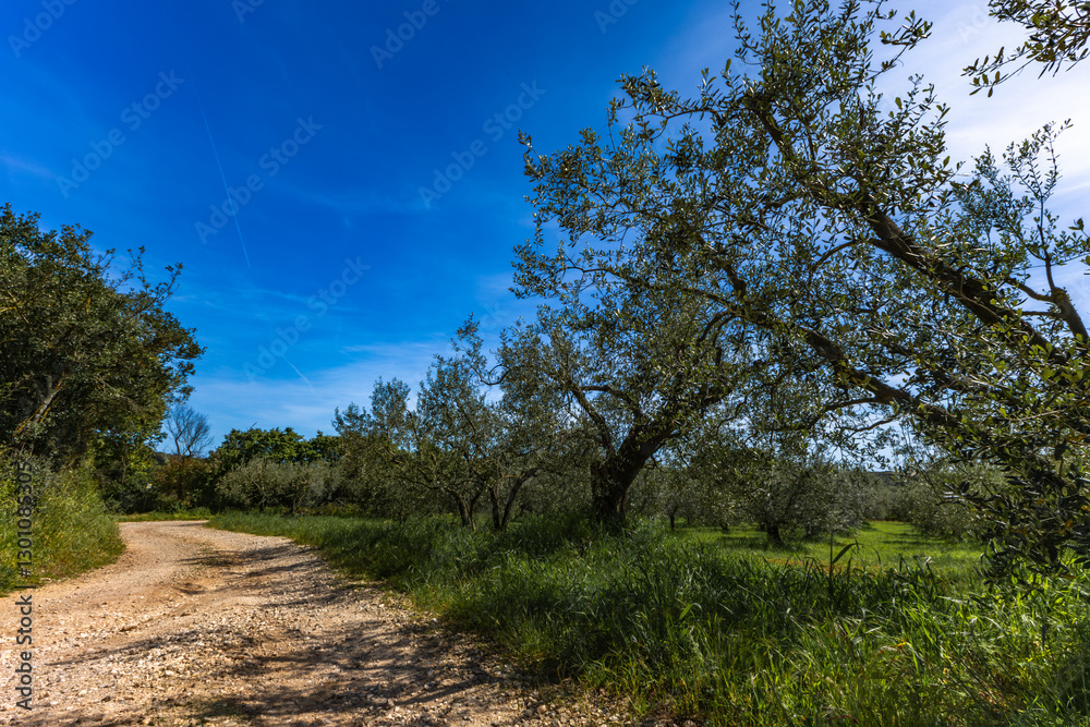 Obraz premium Tree in park