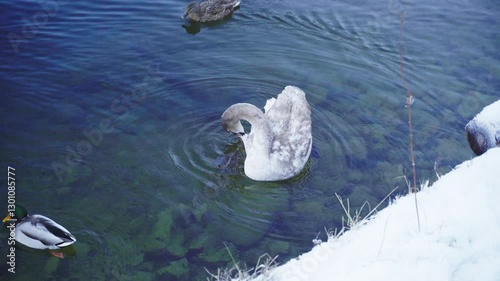 A juvenile swan and mallard ducks swim in a clear lake in winter. The water reflects the sky, creating a serene and natural scene.