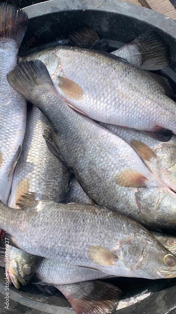 Obraz premium Catches of fishermen in the deep sea, pacific ocean, atlantic ocean.