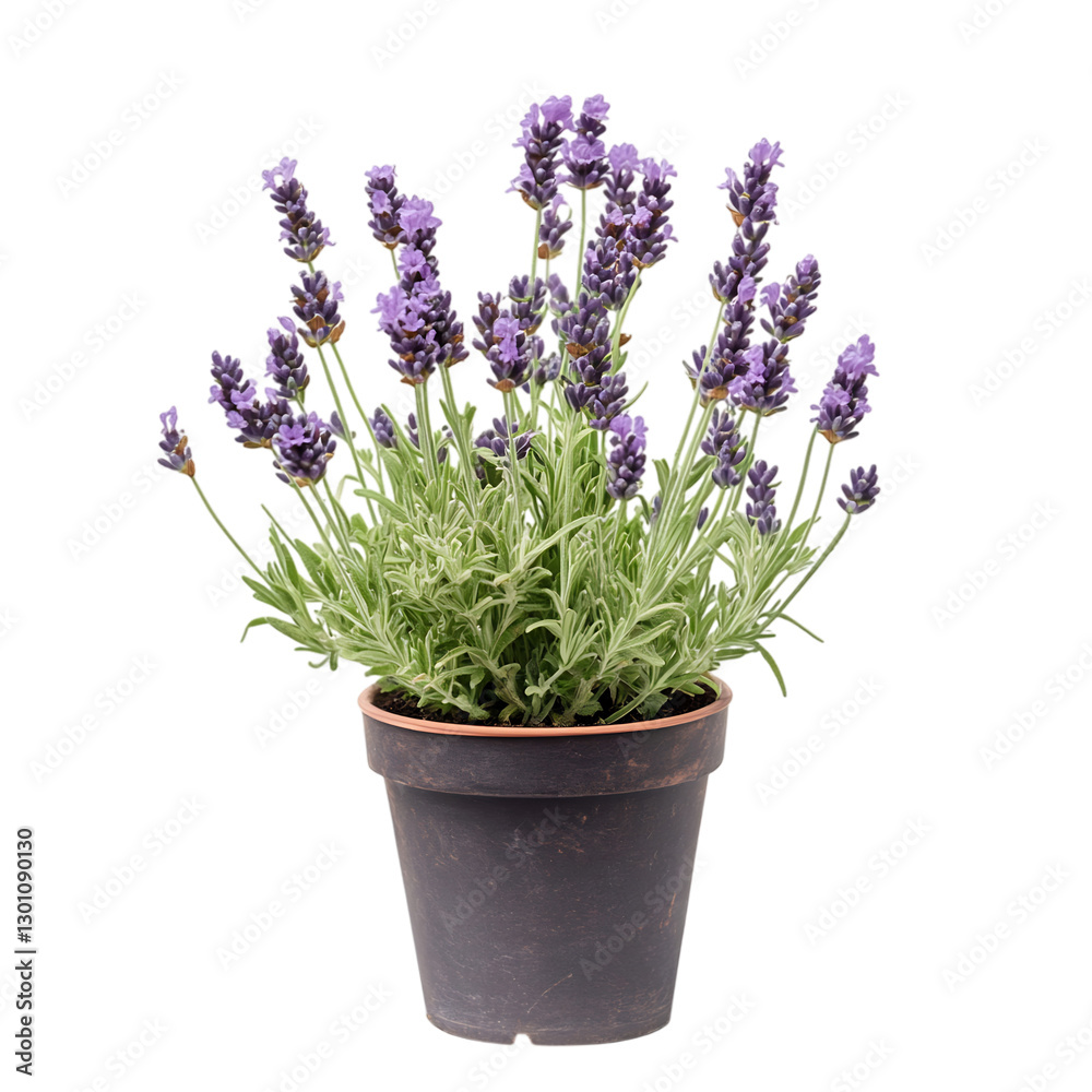 Naklejka premium Lavender Plant in Pot Isolated on Transparent Background