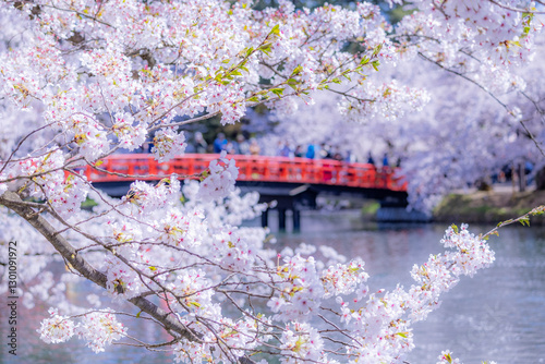 美しい弘前の桜
