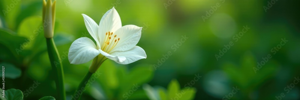 Fototapeta premium White flower unfolding among leafy surroundings, blossom, botanical, blooming