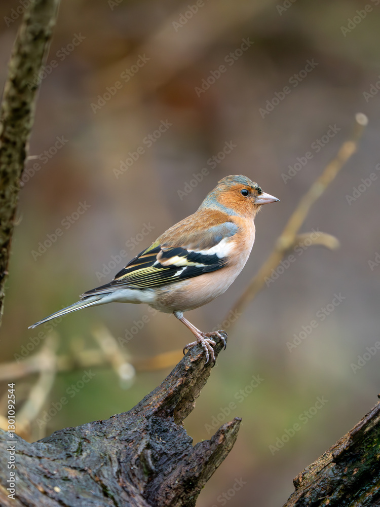 Chaffinch Perched on a Branch Chaffinch Perched on a Branch