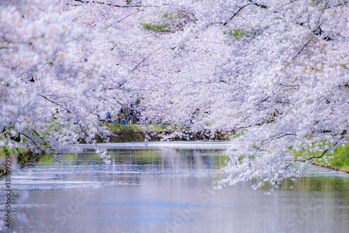 美しい弘前の桜
