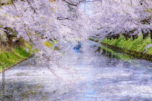 美しい弘前の桜

