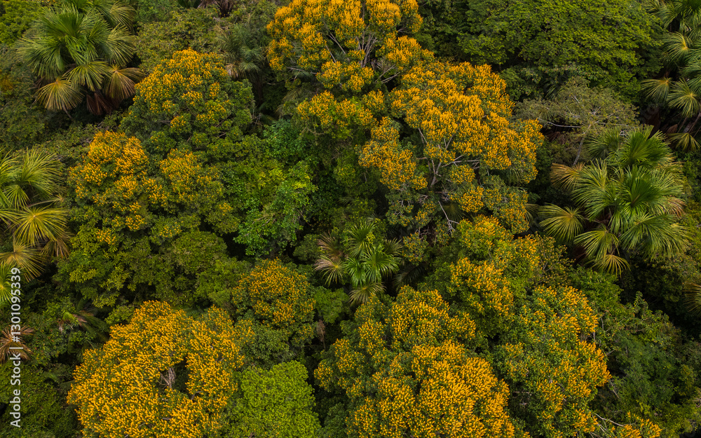 Naklejka premium AMAZON FOREST IN THE PERUVIAN JUNGLE WITH TREES WITH YELLOW FLOWERS