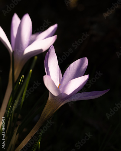 Crocus carpetanus photo
