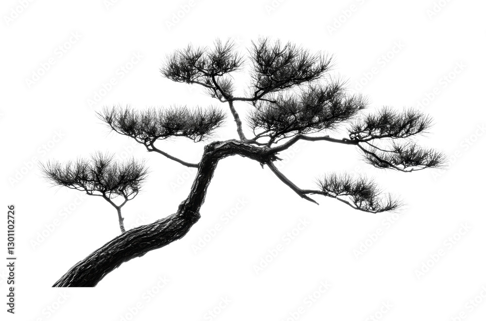 Obraz premium Captivating black and white image of a bonsai tree highlighting artistic shapes and intricate branches for home decor and design, cut out