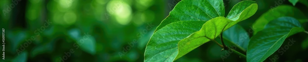 Fresh leaves on Antidesma thwaitesianum plant, forest, antidesma, tropical Fresh leaves on Antidesma thwaitesianum plant, forest, antidesma, tropical