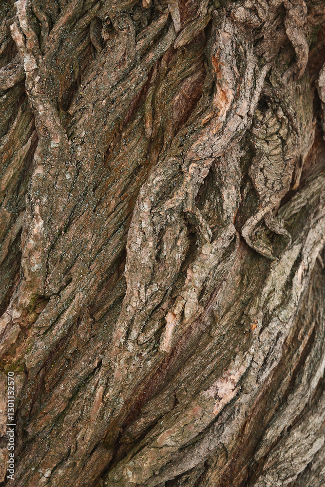 Vertical texture of old tree bark and roots Vertical texture of old tree bark and roots