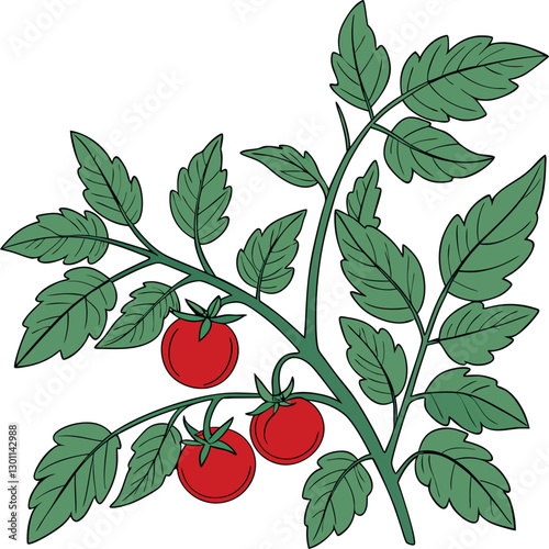 Tomato plant vector 