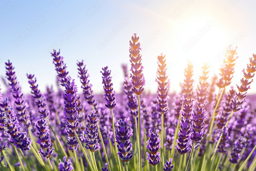 Fototapeta premium lavender flowers in the field
