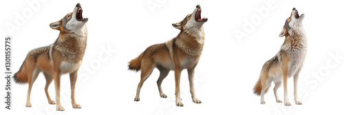 Coyote howling on a transparent background in nature wildlife scene