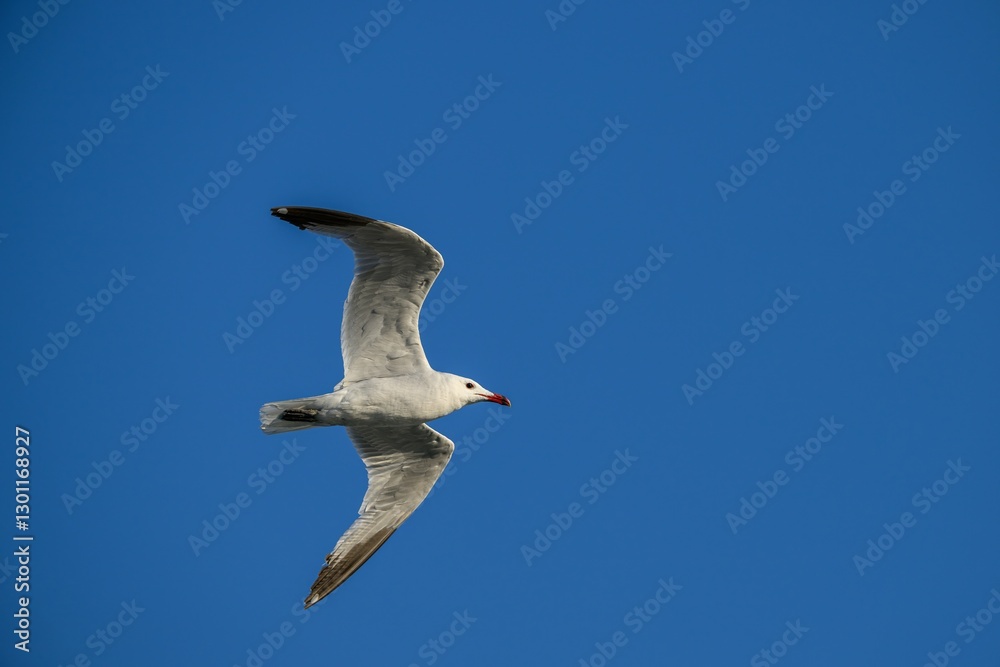 Obraz premium Audouin`s Gull