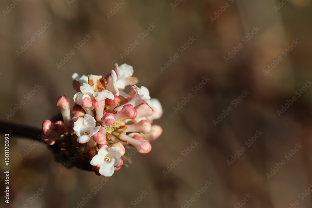 Viburnum farreri