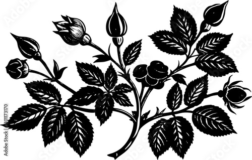 Rose hip plant with detailed rosebuds, leaves, and thorns, drawn in an engraved, botanical style sketch engraving vector