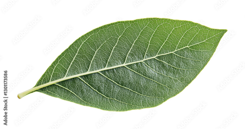 Fototapeta premium Fresh green leaf showcasing intricate vein patterns, ideal for natural designs, eco-friendly projects, and organic themes, cut out