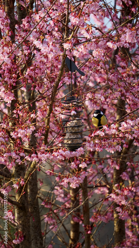 Mésange noir dans cerisier en fleurs