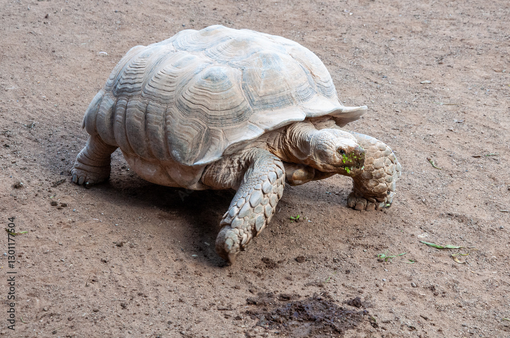 A huge live turtle crawling through the sand. A huge live turtle crawling through the sand.
