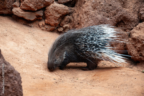 Porcupine Against a Rocky Background