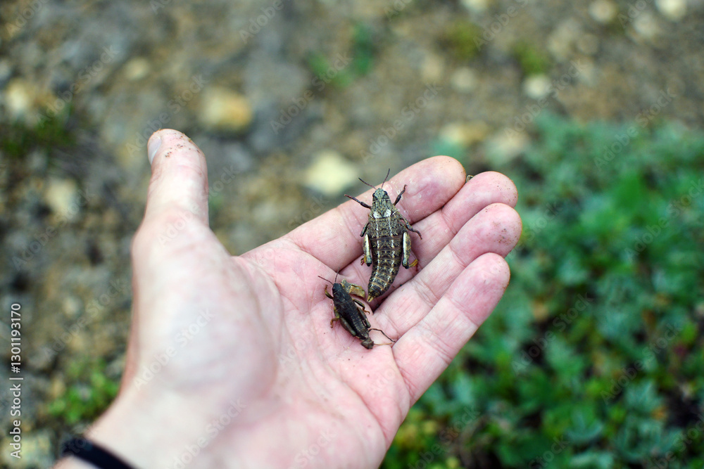 Obraz premium Grasshoppers beetles sit caught in a person's hand