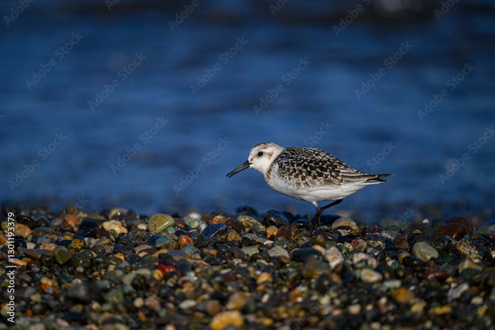 Obraz premium Sanderling bird on the beach