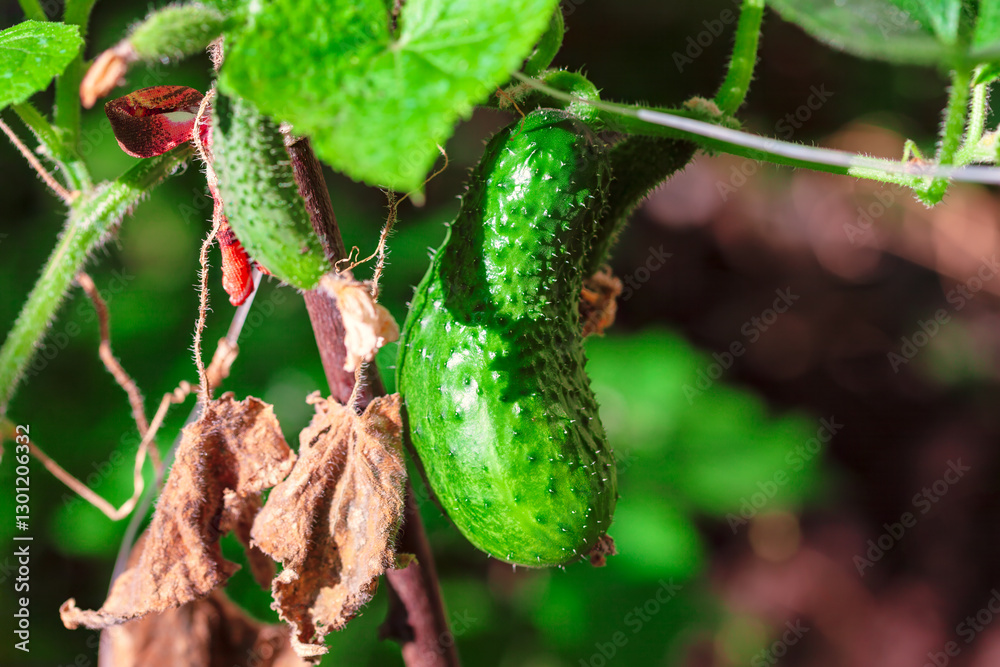Green cucumber hangs from its vine, showcasing plant growth. Developing cucumber, highlighting its textured skin and surrounding foliage. Growing cucumber surrounded by green leaves and dried leaves