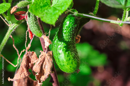 Obraz na płótnie Green cucumber hangs from its vine, showcasing plant growth. Developing cucumber, highlighting its textured skin and surrounding foliage. Growing cucumber surrounded by green leaves and dried leaves w salonie