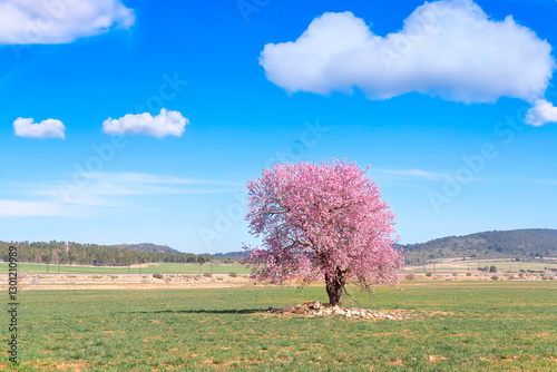 Foto Campo bonito con almendro en flor, montaña