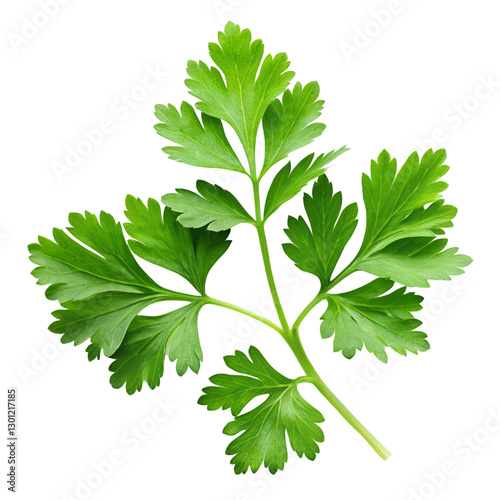 parsley isolated on white background
