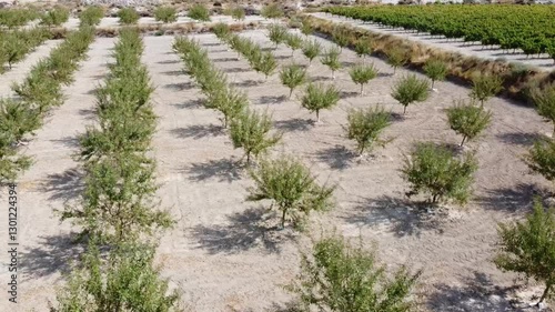  Aerial Drone Shot with Lateral Movement from Right to Left Over an Almond Plantation - 498
