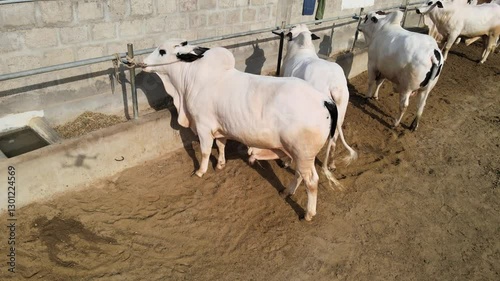 Cow Standing with Farmer on a Cattle Farm Aerial Drone Footage – Domestic Animal for Qurbani Ka Janwar Eid ul Adha in Barn, Biggest Palai Bachri, Bull Livestock in Karachi, Pakistan, Asia



 photo