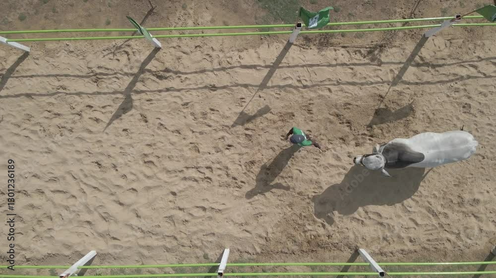 Cow Running Freely on a Cattle Farm Aerial Drone Footage – domestic animal for qurbani ka janwar eid ul adha in barn, biggest palai bachri, Bull Livestock in Karachi, Pakistan, Asia