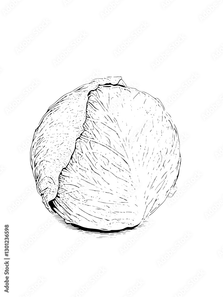 Vector engraved illustration of a cabbage for product design in culinary art showcasing detailed organic shapes Vector engraved illustration of a cabbage for product design in culinary art showcasing detailed organic shapes