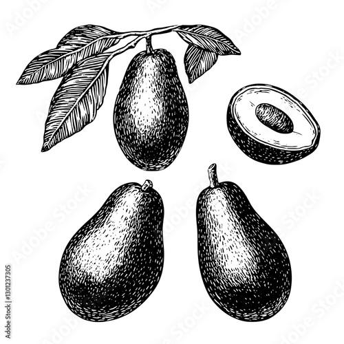 Engraved illustration of avocados with leaves for product design concept